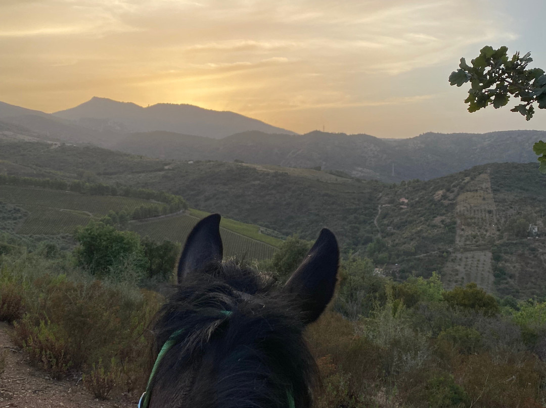 Sicily Horse Tours景点图片