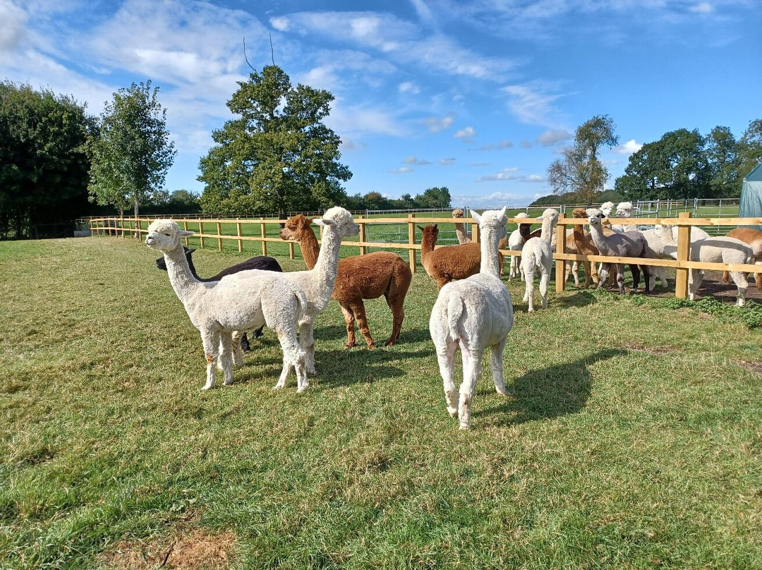 Yew Tree Alpacas景点图片