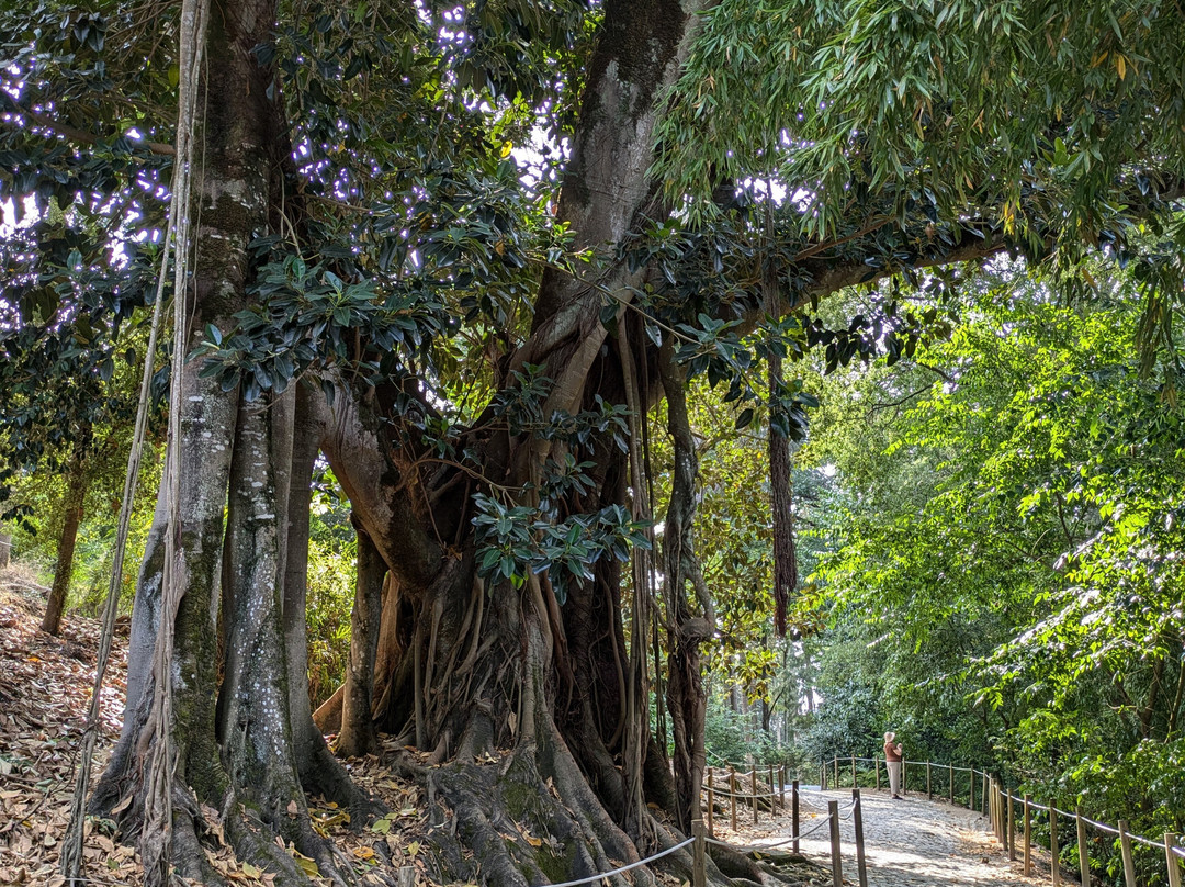 Jardim Botanico景点图片