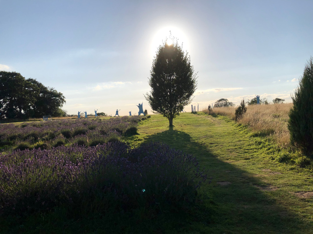Yorkshire Lavender景点图片