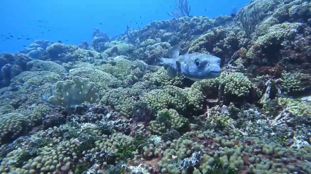 Duik op Curacao-威廉斯塔德必去景点