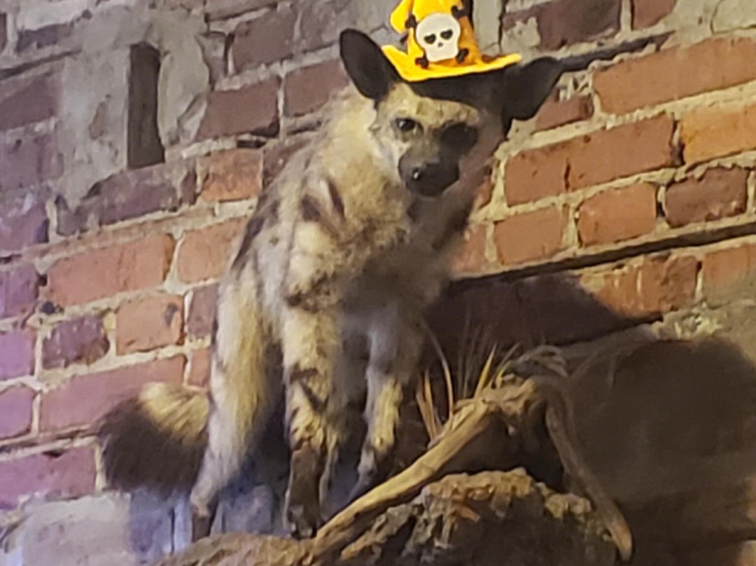 Aardwolf Brewing Company-杰克逊维尔必去景点