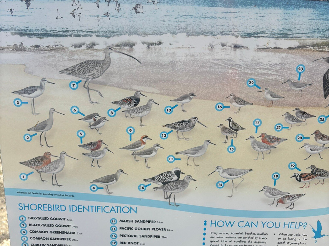 Coorong Wildside Tours-Meningie必去景点