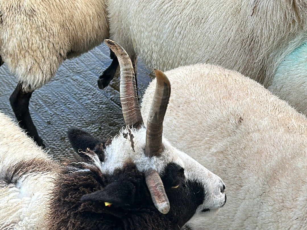 Caherconnell Stone Fort & Sheepdog Demonstrations-Caherconnell必去景点