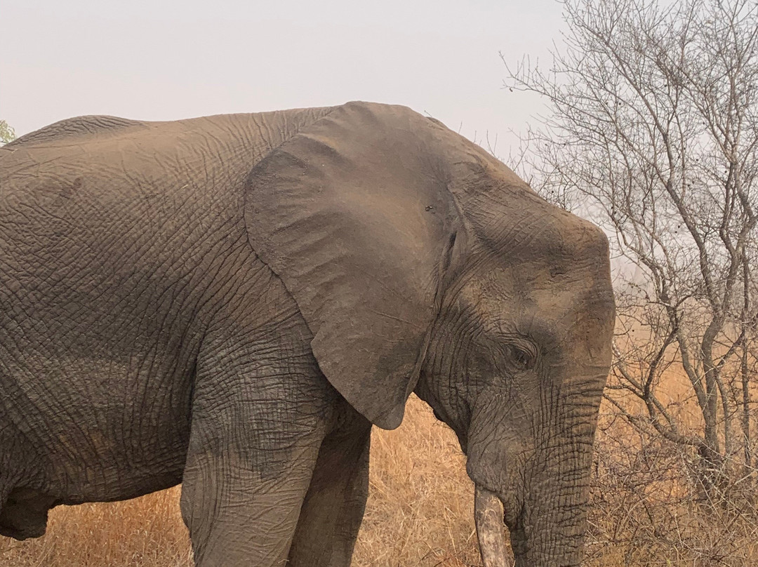 Manyeleti Safari Camp Lodge主图