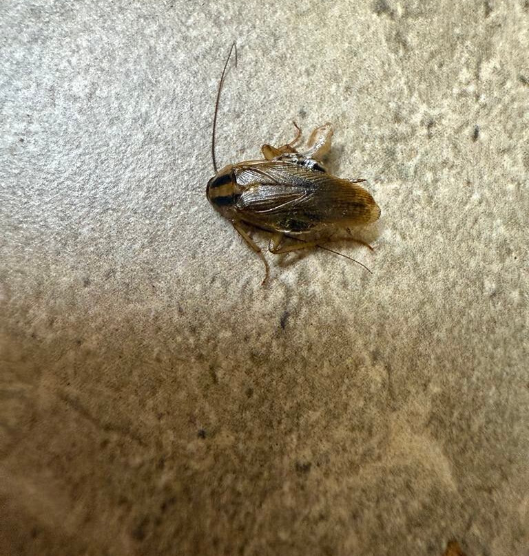 佛罗伦斯戴斯酒店主图