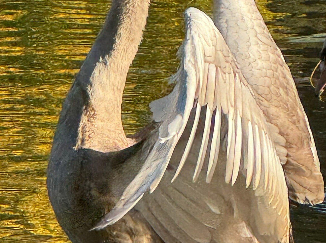 Staunton Country Park景点图片