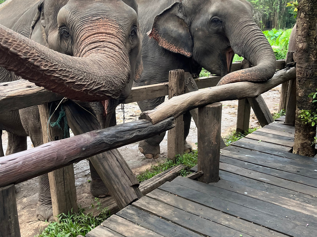 Elephant EcoValley-夜登必去景点