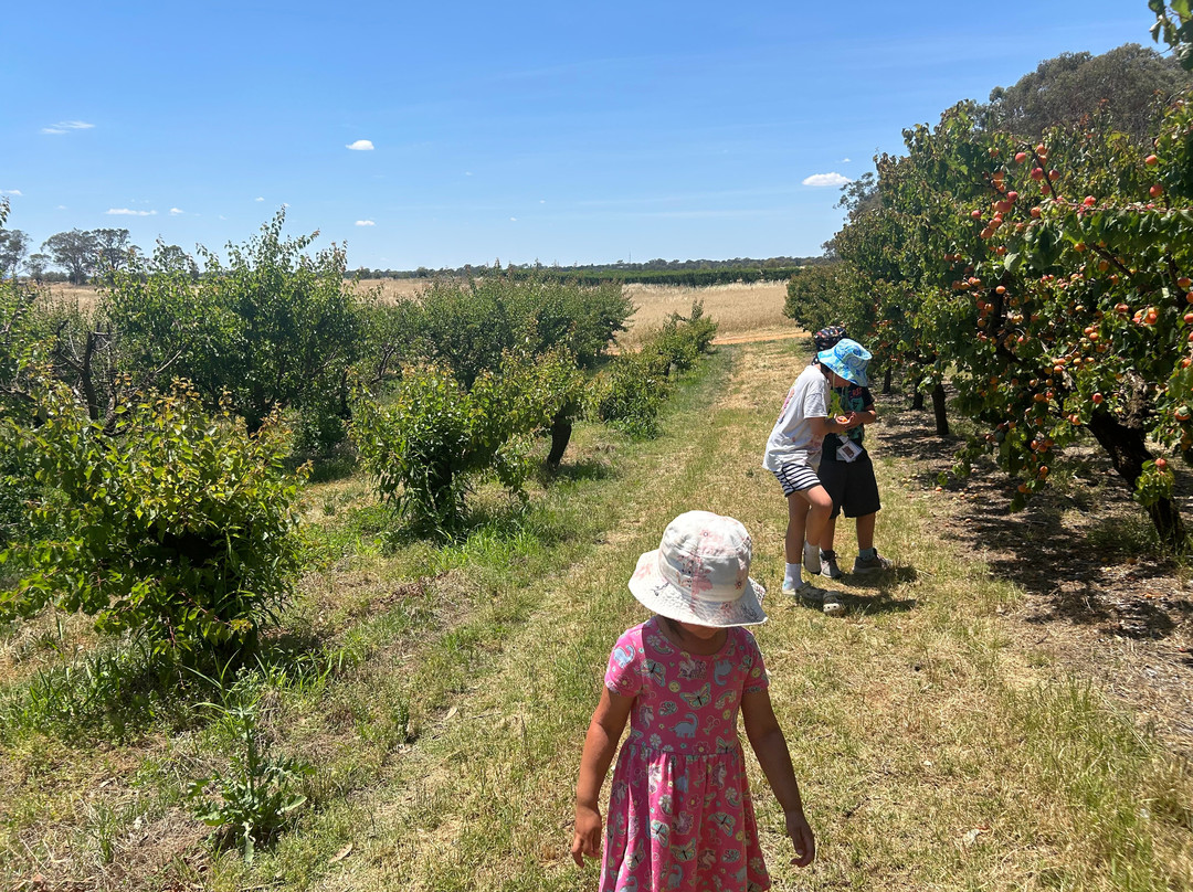 Ballinaclash Fruit & Wine-Young必去景点