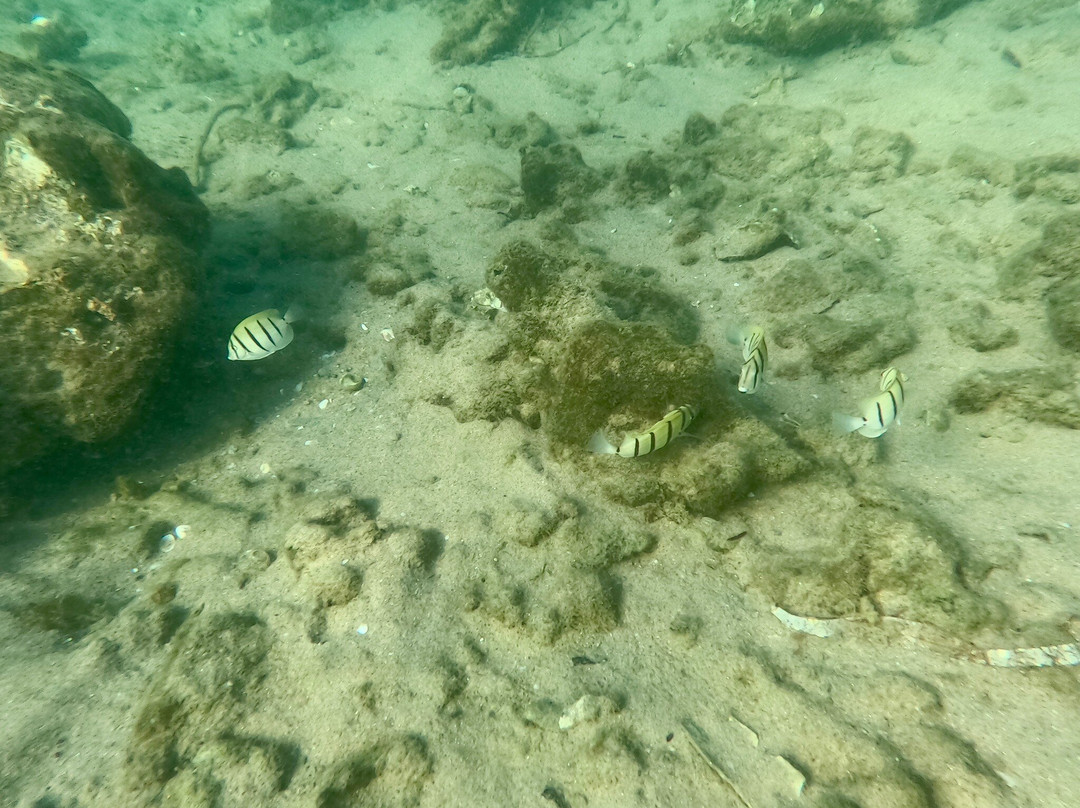 Kosi Bay Nature Reserve-Kosi Bay必去景点