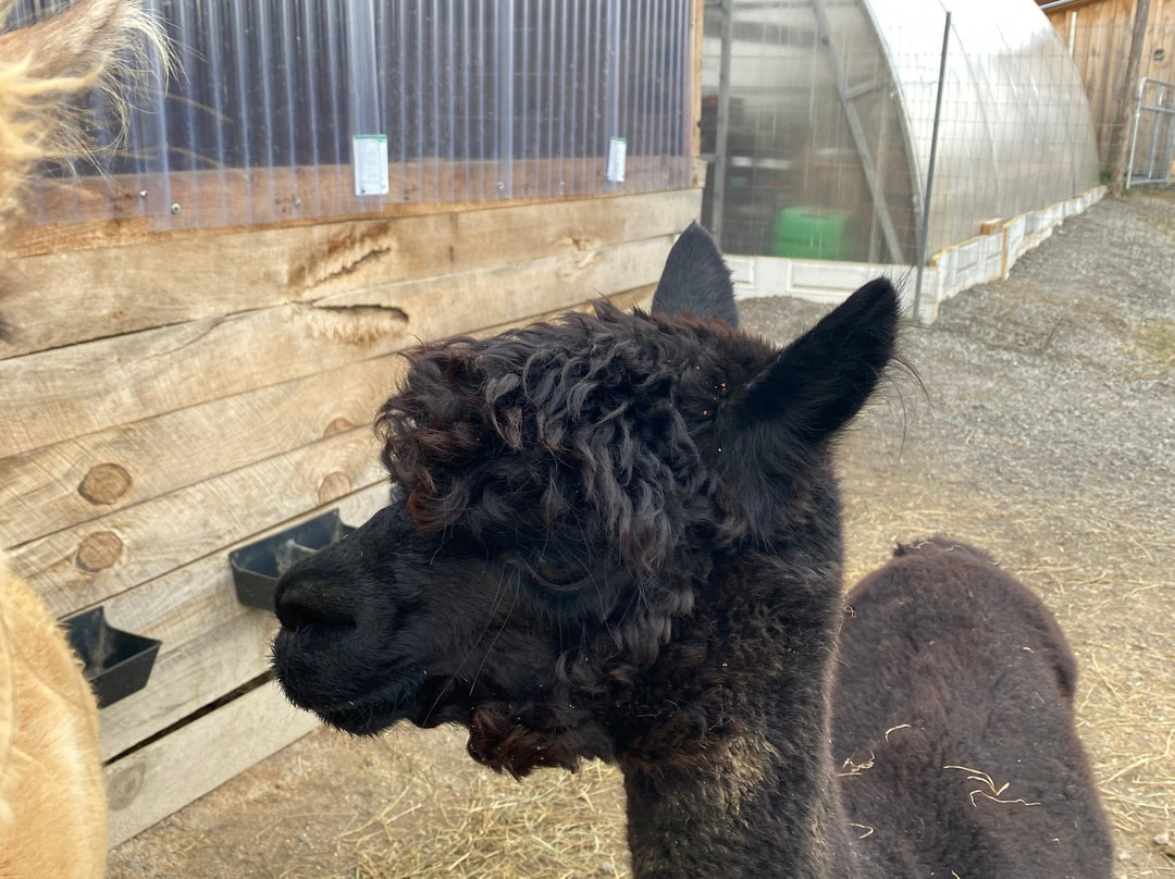 Little Foot Alpacas-Spencerville必去景点