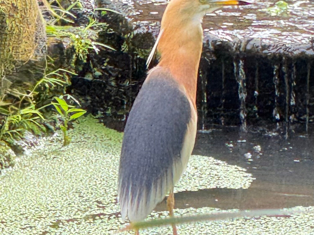 Ananda JJ Ubud Resort & Spa主图