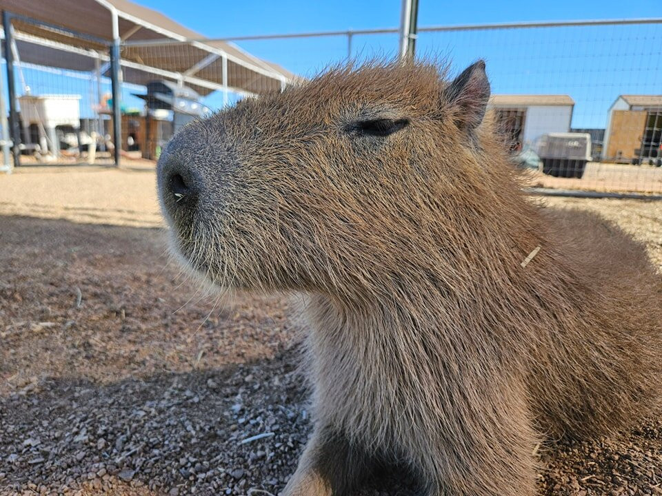 Ghost Ranch Exotics-马拉纳必去景点