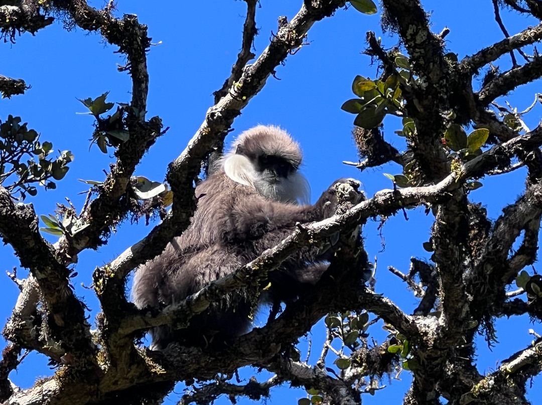 Chauffeur Prive Srilanka-奴娃拉伊利雅必去景点