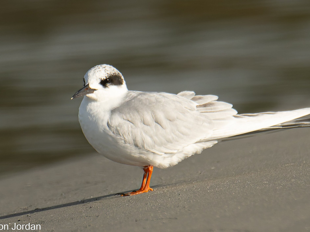 Lowcountry Photo Safaris景点图片