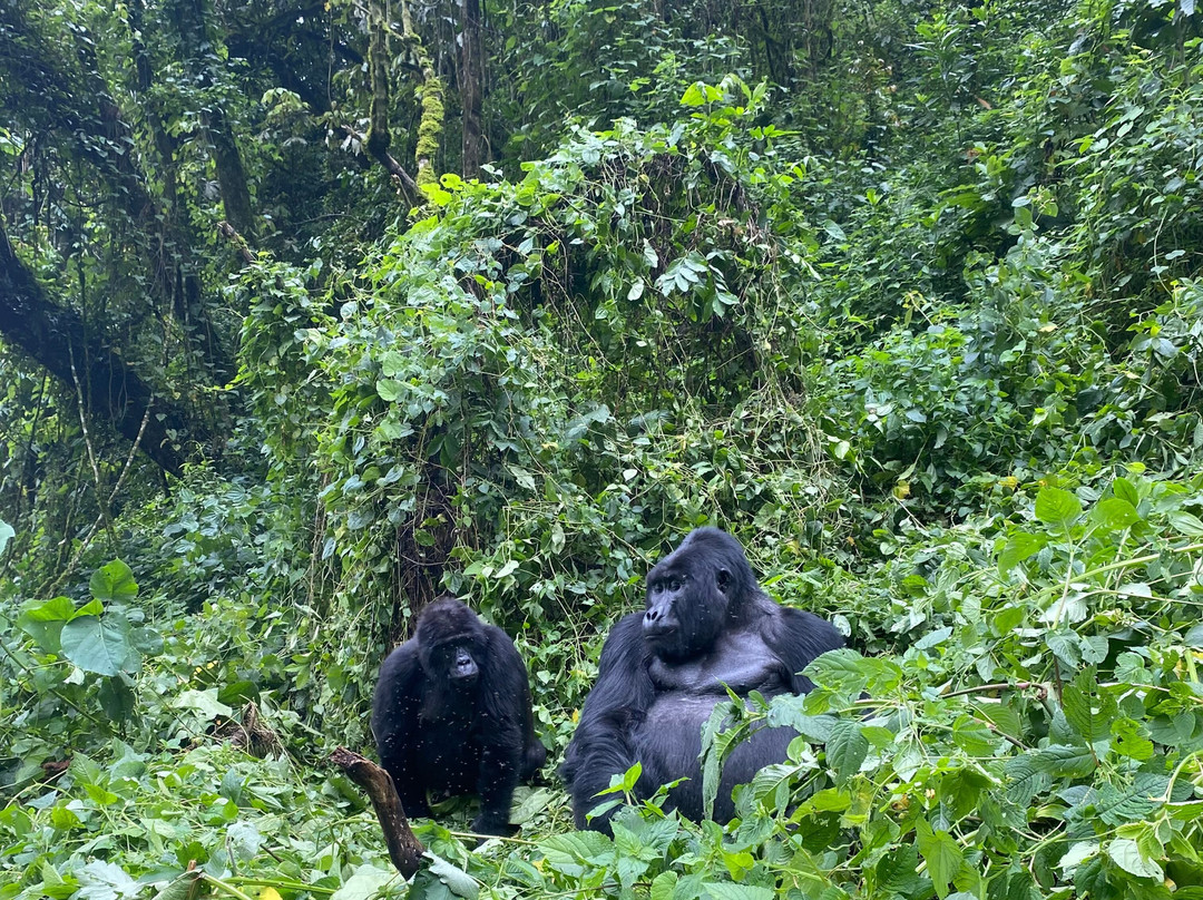 Gorillas and Wildlife Safaris景点图片