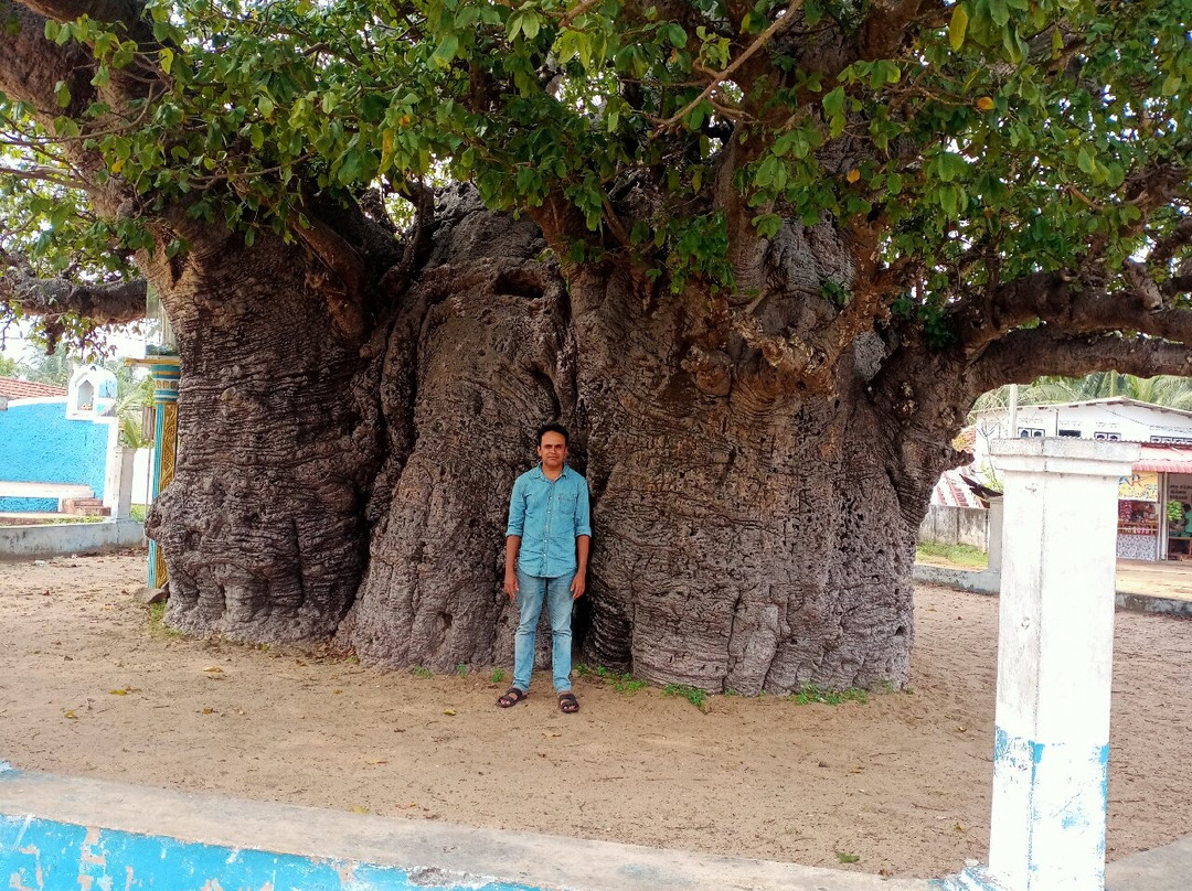 Baobab Tree-马纳尔必去景点