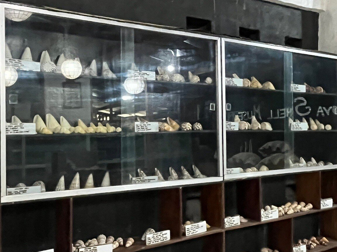 Nova Shells Museum-邦劳岛必去景点