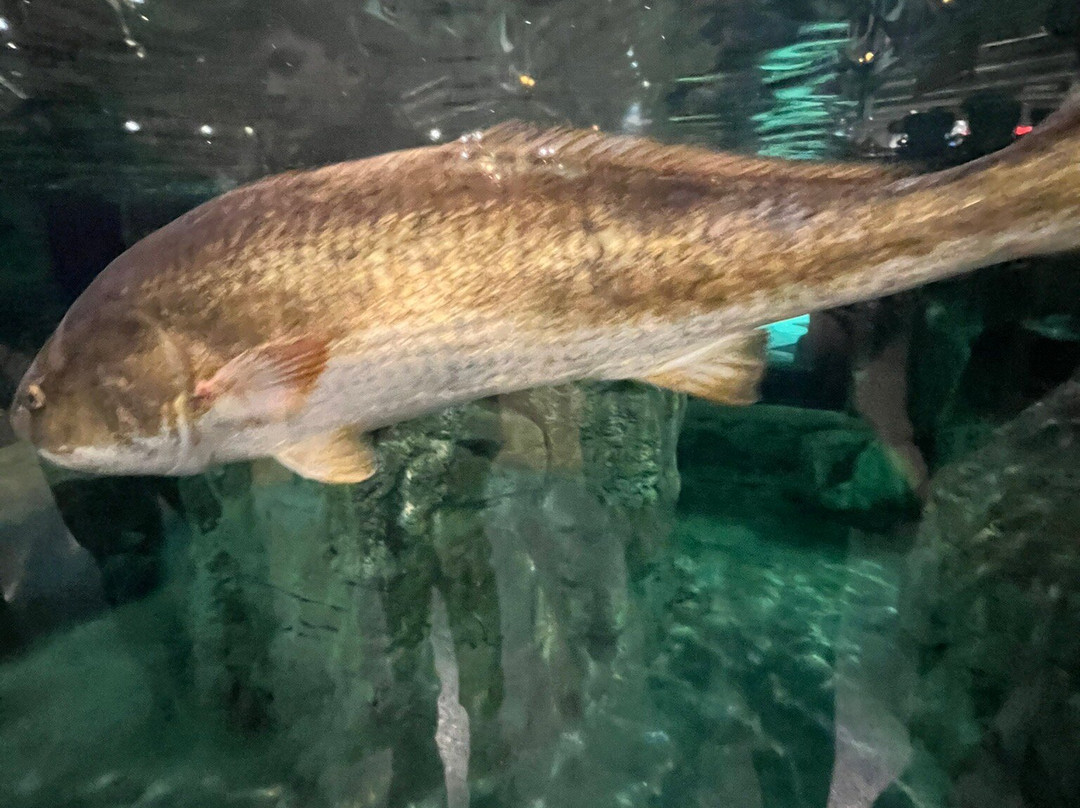 Bass Pro Shops-达尼亚滩必去景点