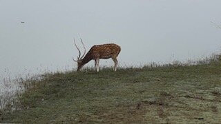 Ranthambore Jungle Safari景点图片