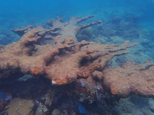 Taino Divers-吕康必去景点