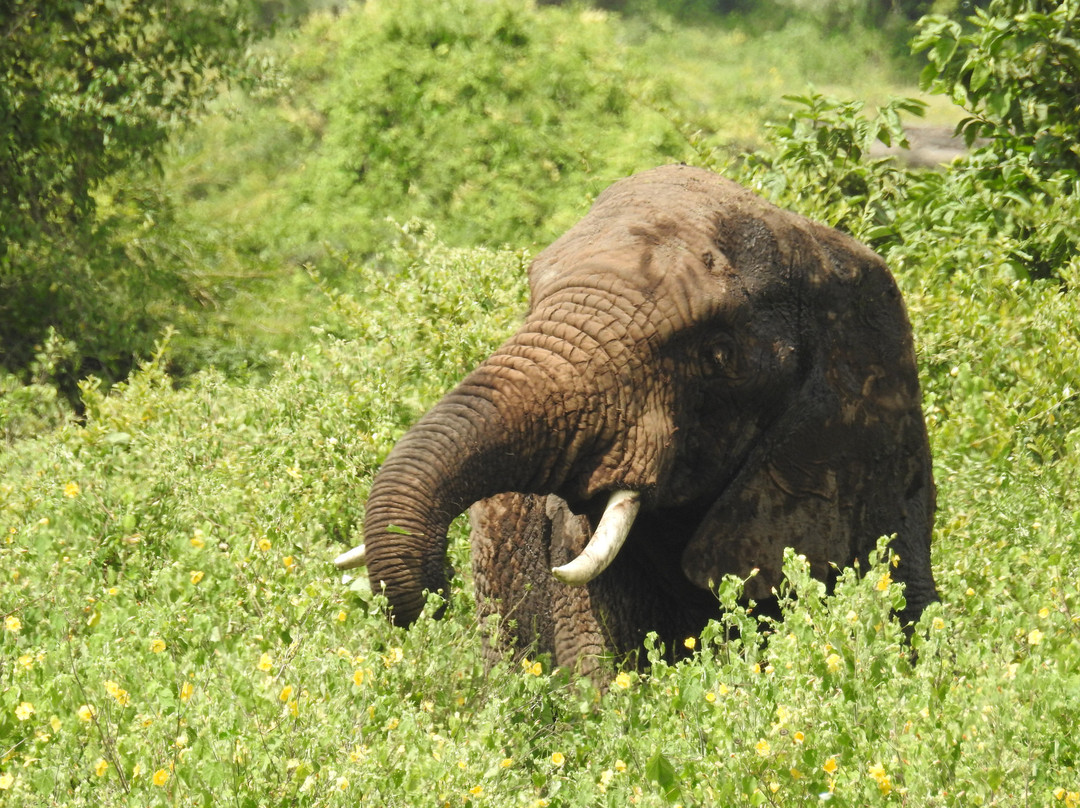 Kiroyera Tours-布科巴必去景点