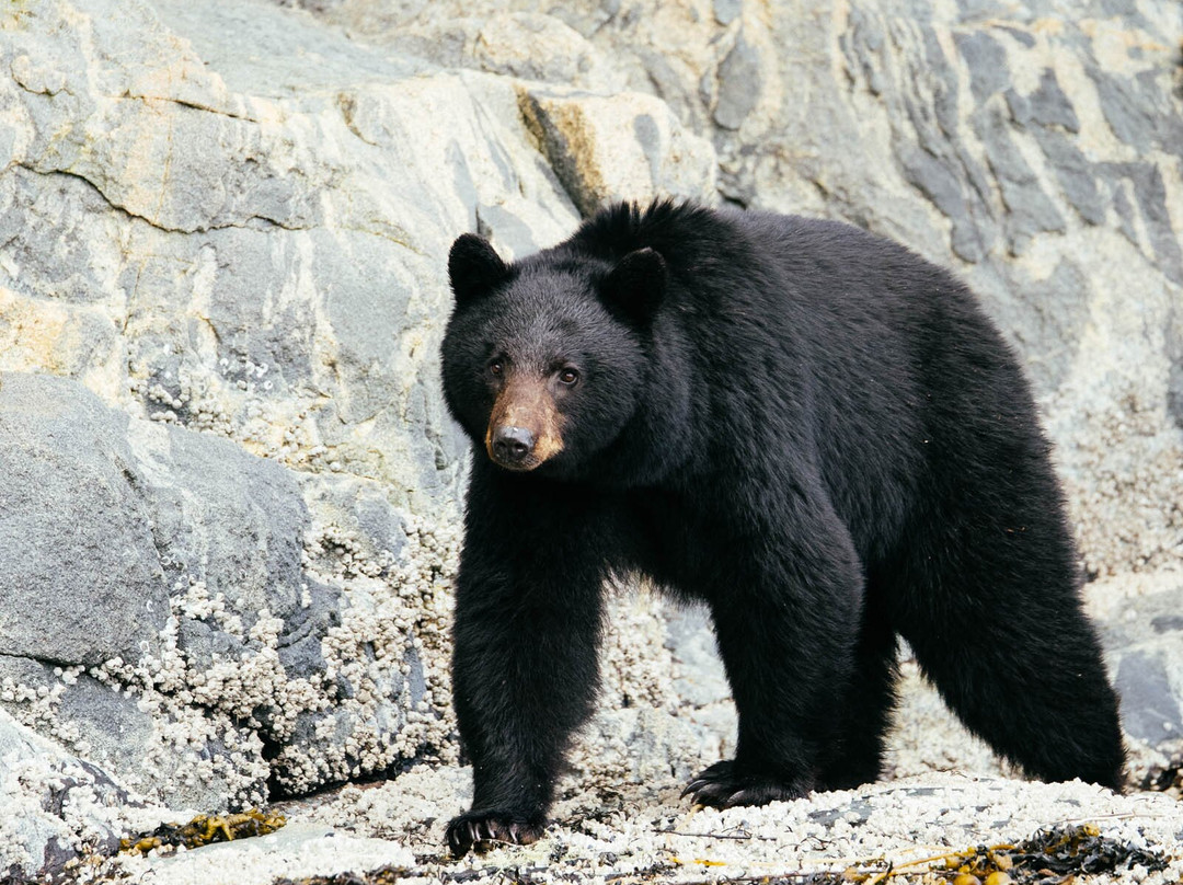 Nimmo Bay Wilderness Resort主图