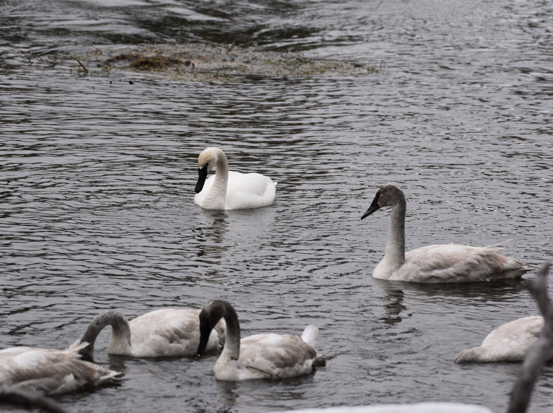 Yellowstone Expeditions-西黄石镇必去景点
