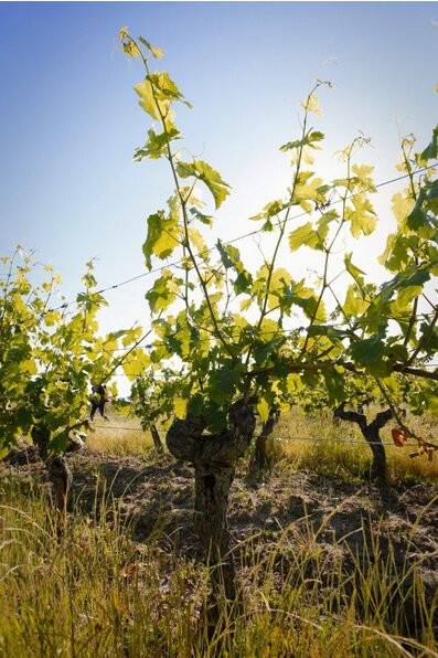 Domaine Grosbois-Panzoult必去景点