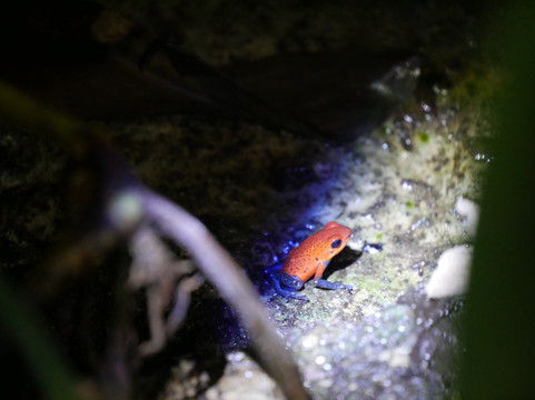 Natura Eco Park Costa Rica-福德圣卡洛斯必去景点