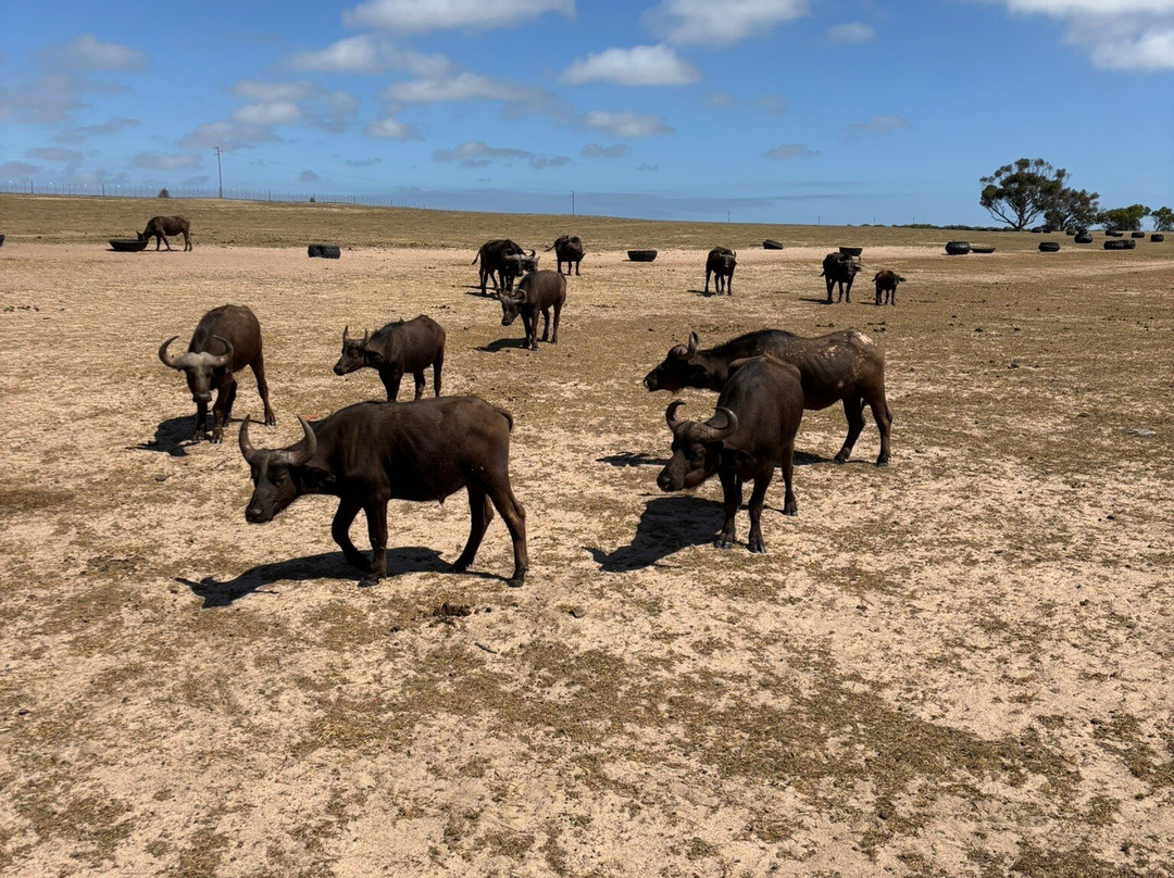Buffelsfontein Game & Nature Reserve - Day Tours景点图片