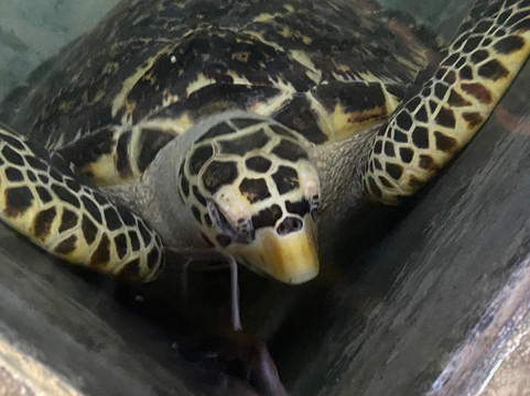 Travel With Uchi-卡卢特勒必去景点