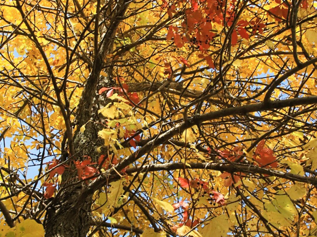 Lake Shetek State Park-Currie必去景点