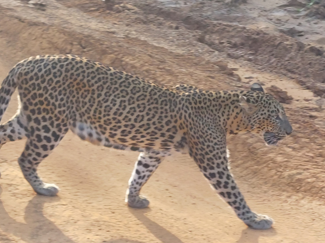 Majestic Safari Yala-蒂瑟默哈拉默必去景点