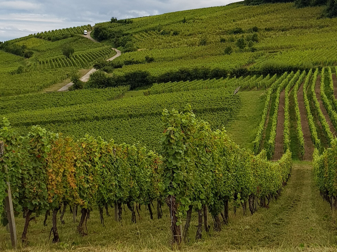 Domaine Marcel Freyburger-阿梅尔斯克维必去景点