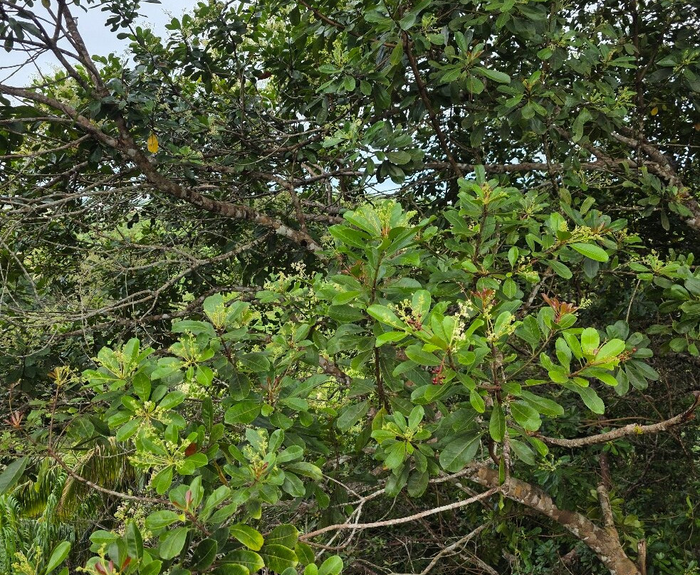 Tasek Lama Recreational Park景点图片
