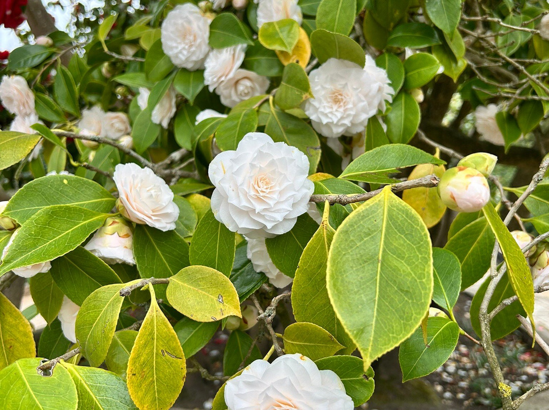 Claremont Landscape Garden-Esher必去景点