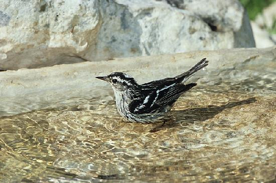 Quiet Hill Ranch - Fredericksburg主图