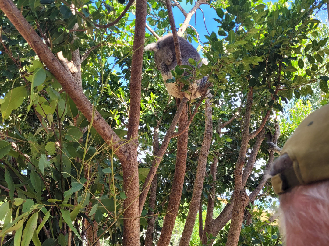 Sydney Zoo-布莱克敦必去景点