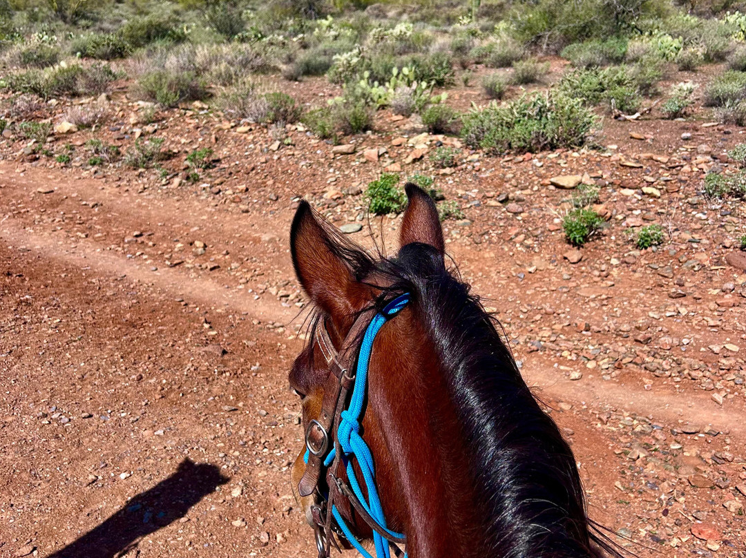 Arizona Horseback Adventures at Spur Cross-洞溪必去景点