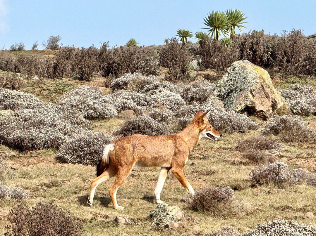 Bale Mountains Tours景点图片