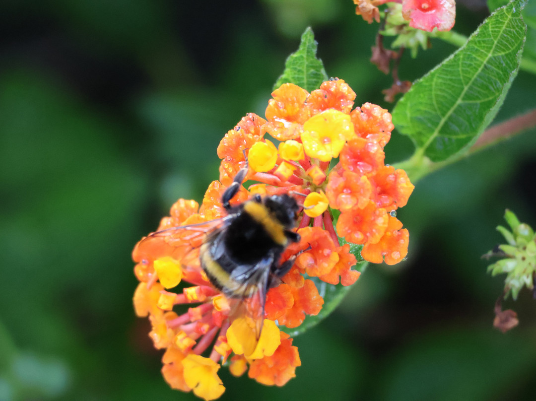 Te Henui Cemetery-新普利默斯必去景点