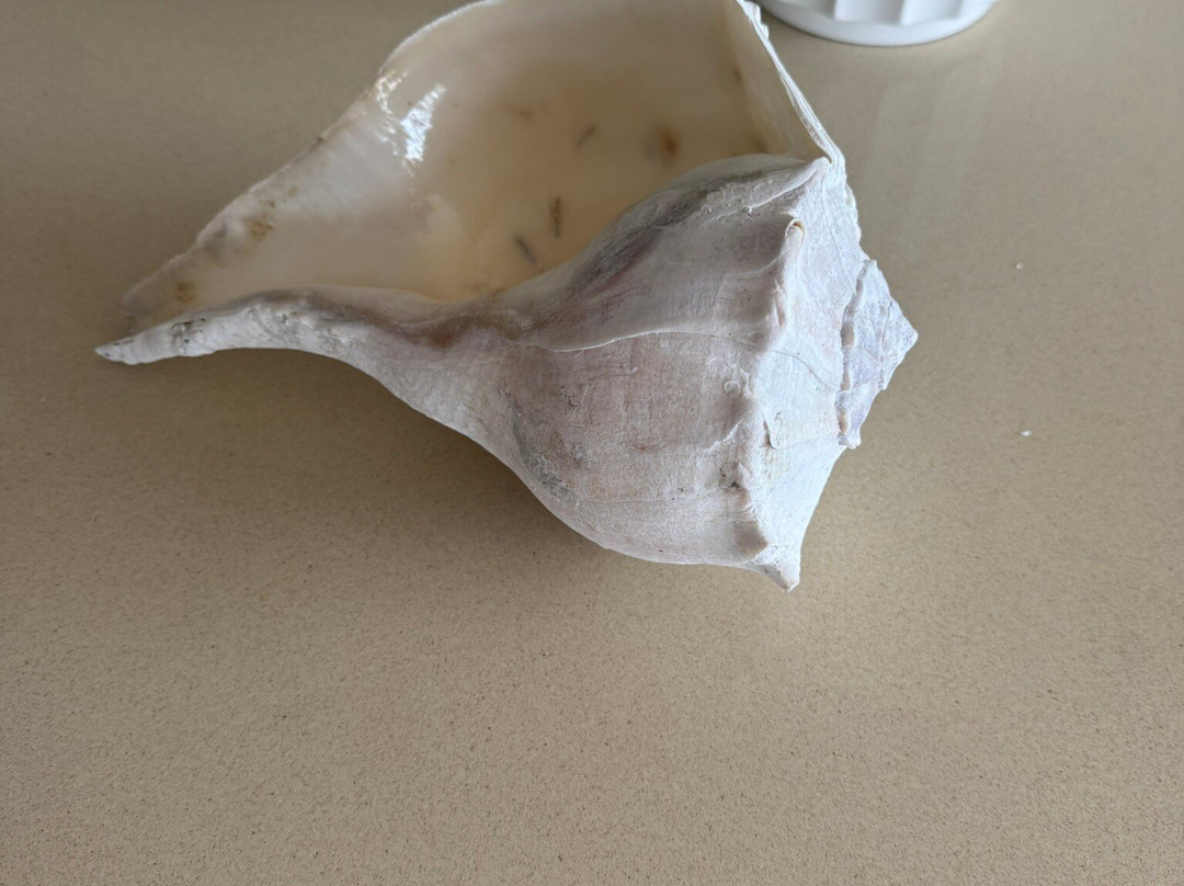 Anna Maria Island Dolphin Tours-Anna Maria必去景点