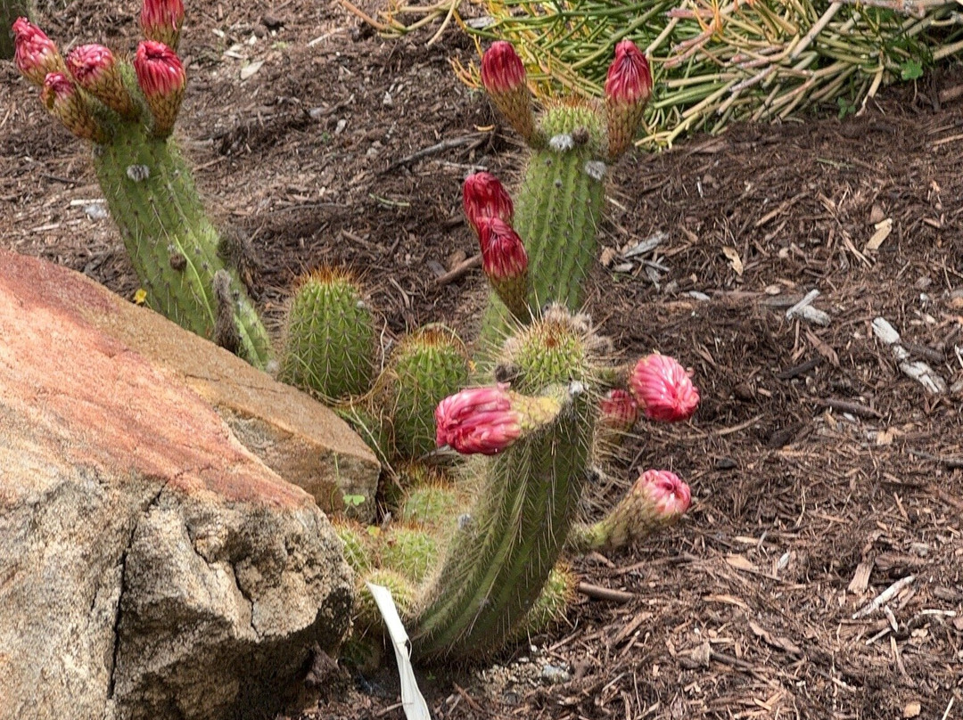 Alta Vista Botanical Gardens-维斯塔必去景点