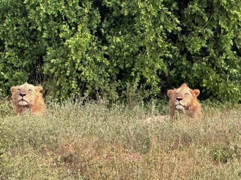 Africa Safari Classics-内罗毕必去景点