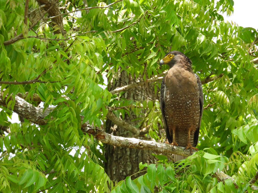 Ceylon Resort Wilpattu主图