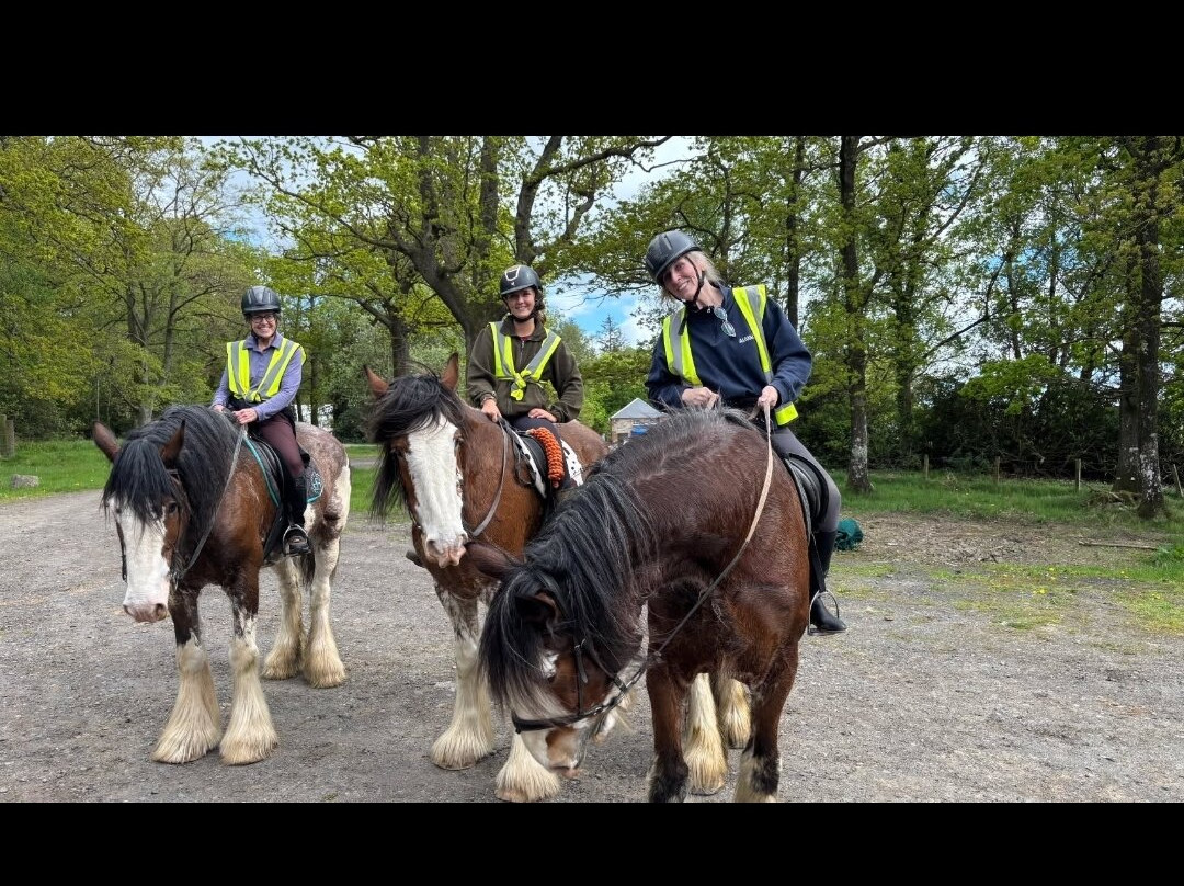 Blackstone Clydesdales Experience景点图片