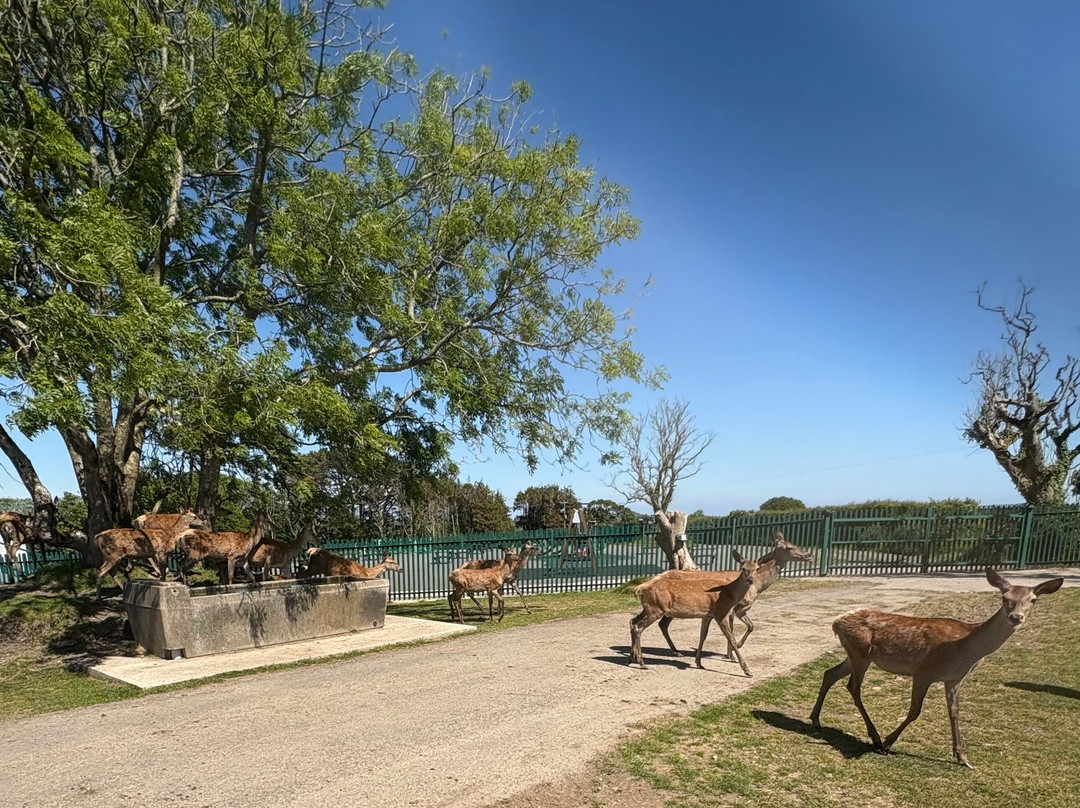 Great Wedlock Farm & Deer Park-腾比必去景点