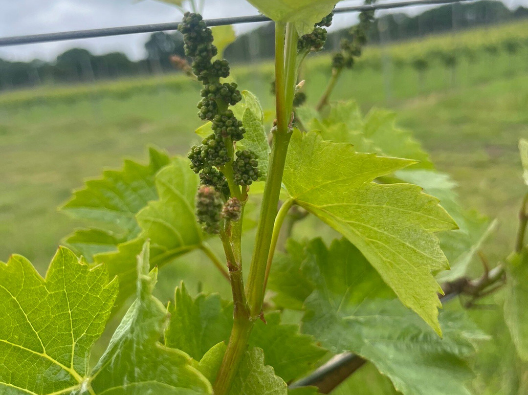 Penn Croft Vineyard and Winery Tour-Crondall必去景点