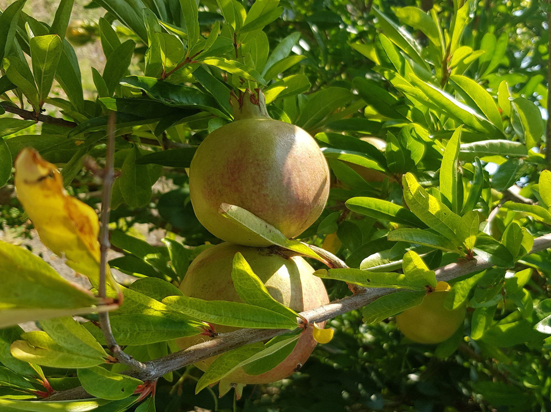 B&B Casa Dei Nonni主图